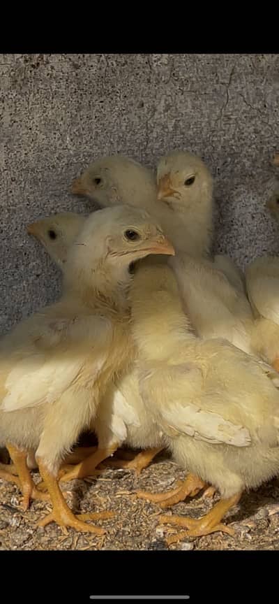 High Quality white Oh German Shamo chicks looking for new shelter