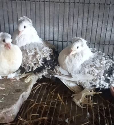 Silver saddle Frillback breeder pair with 1 chick Fancy bird peigon