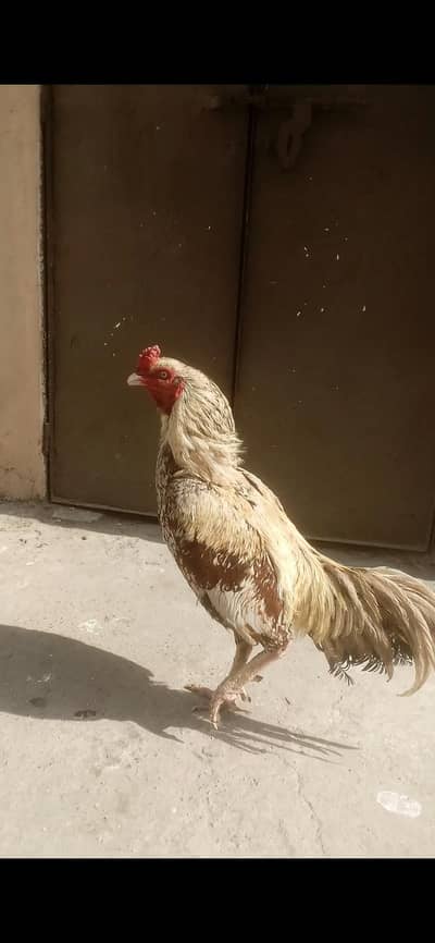 high quality Shajra Murgha