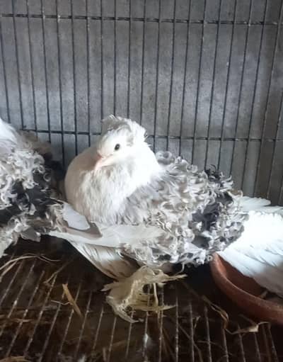 Silver saddle Frillback 100% breeder pair bird Fancy peigon