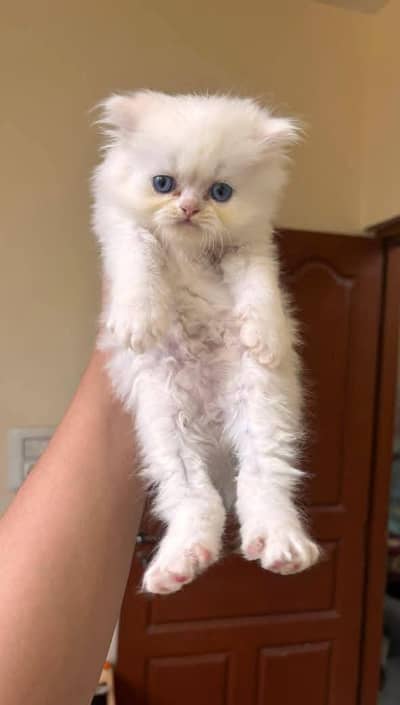 Persian good breed kittens avail. WhatsAp=03103699468