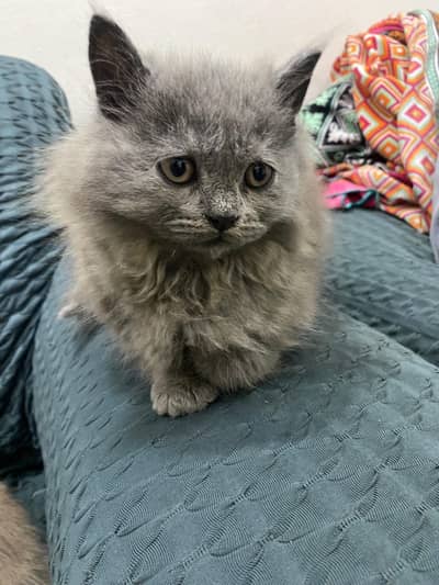 Persian kittens Availablen