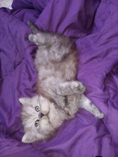 Persian good breed kittens avail. WhatsAp=03103699468