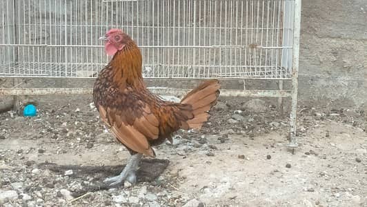 Golden Sebright male