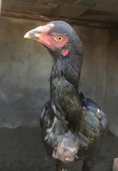 imported female for sale.