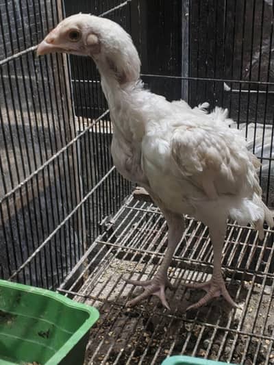 White Aseel Heera  hen