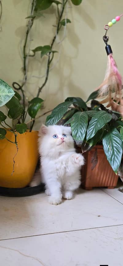 Persian good breed kittens avail. WhatsAp=03103699468