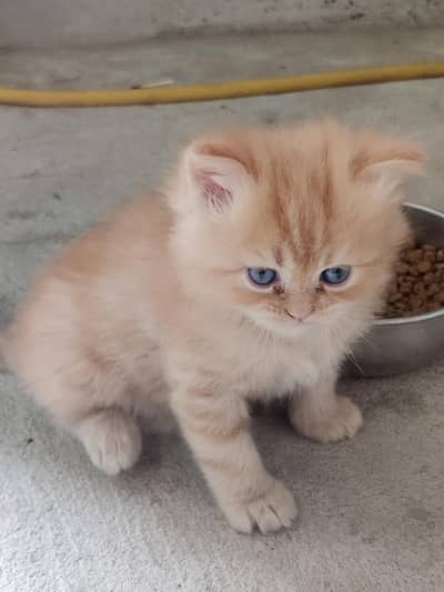 I have  pets black and  gold