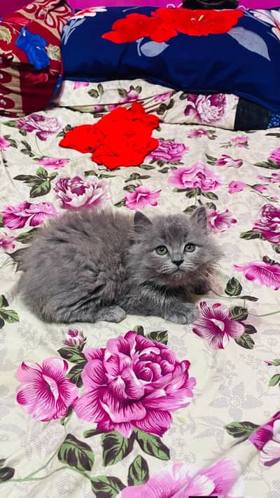 Persian good breed kittens avail. WhatsAp=03103699468