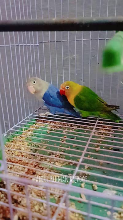 lovebird pair