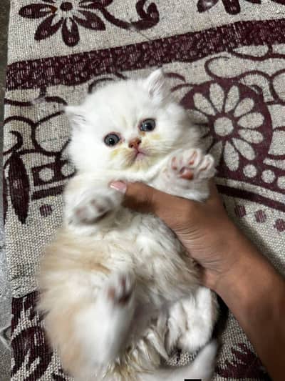 Persian good breed kittens avail. WhatsAp=03103699468