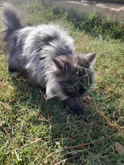 grey cat