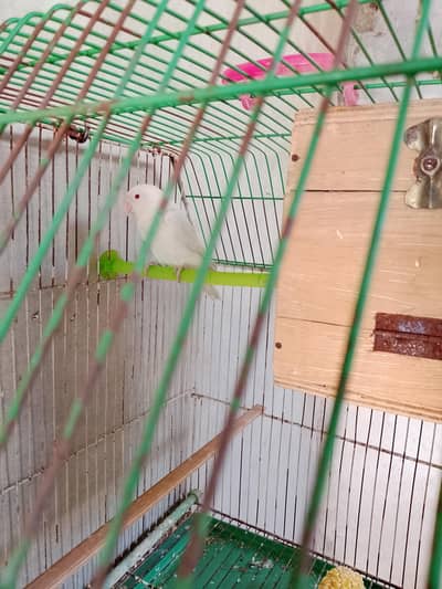 albino red eyes daikino