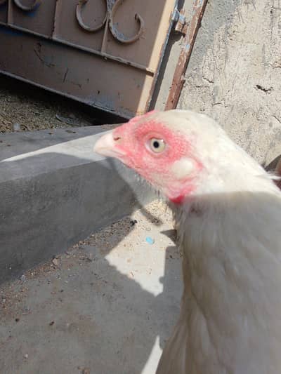 aseel Heera female urgent sell