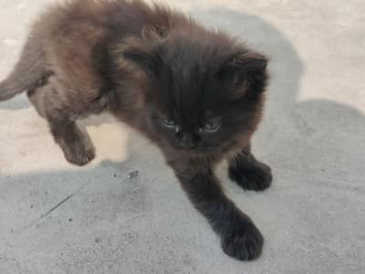 I have  pets black and  gold