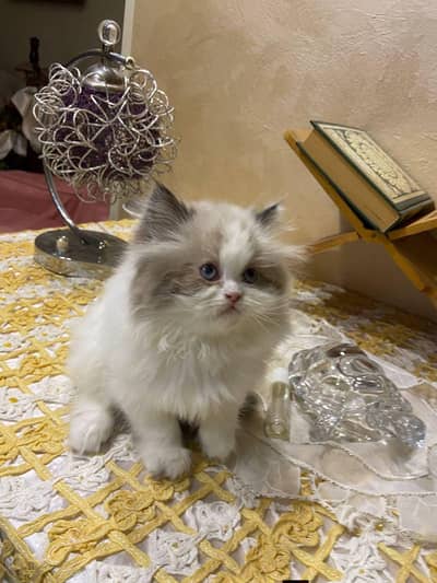 Persian good breed kittens avail. WhatsAp=03103699468