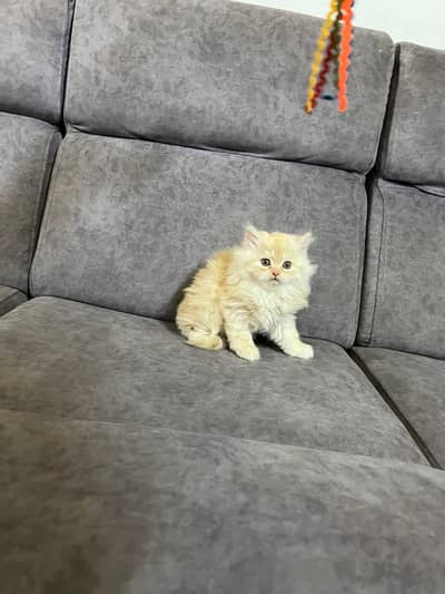 Persian good breed kittens avail. WhatsAp=03103699468