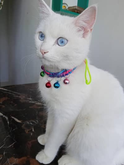 urgent sale semi Persian