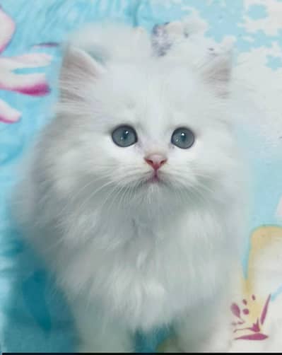Persian good breed kittens avail. WhatsAp=03103699468