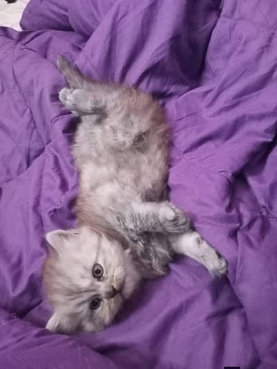 Persian good breed kittens avail. WhatsAp=03103699468