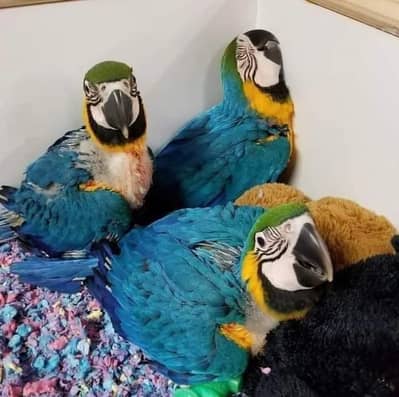 blue Macau parrot chicks for sale 03707908904