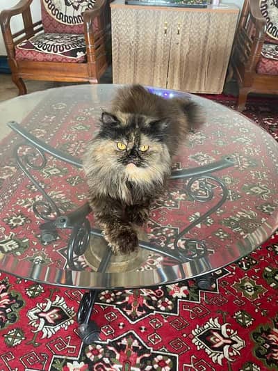 Persian good breed kittens avail. WhatsAp=03103699468