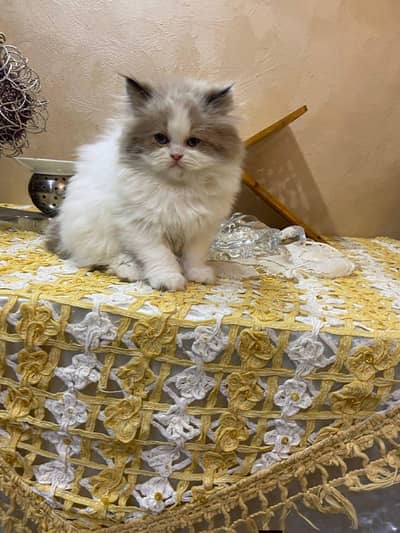 Persian good breed kittens avail. WhatsAp=03103699468