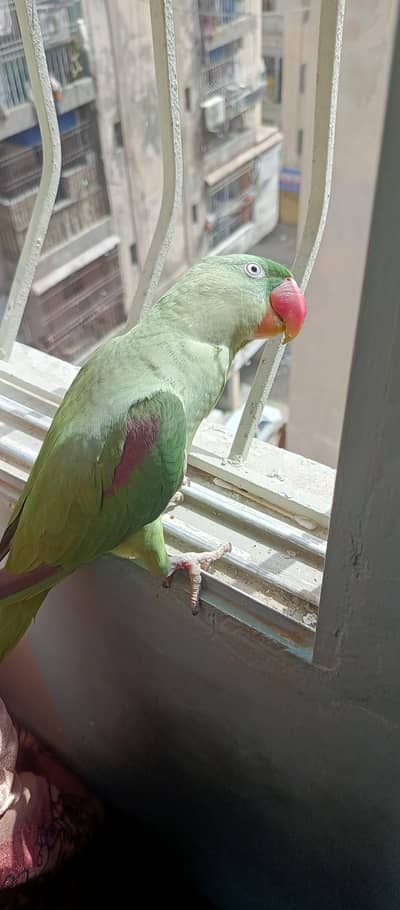 kashmiri raw parrot