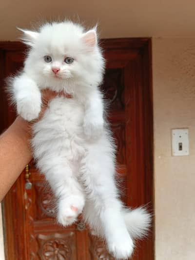 Persian good breed kittens avail. WhatsAp=03103699468