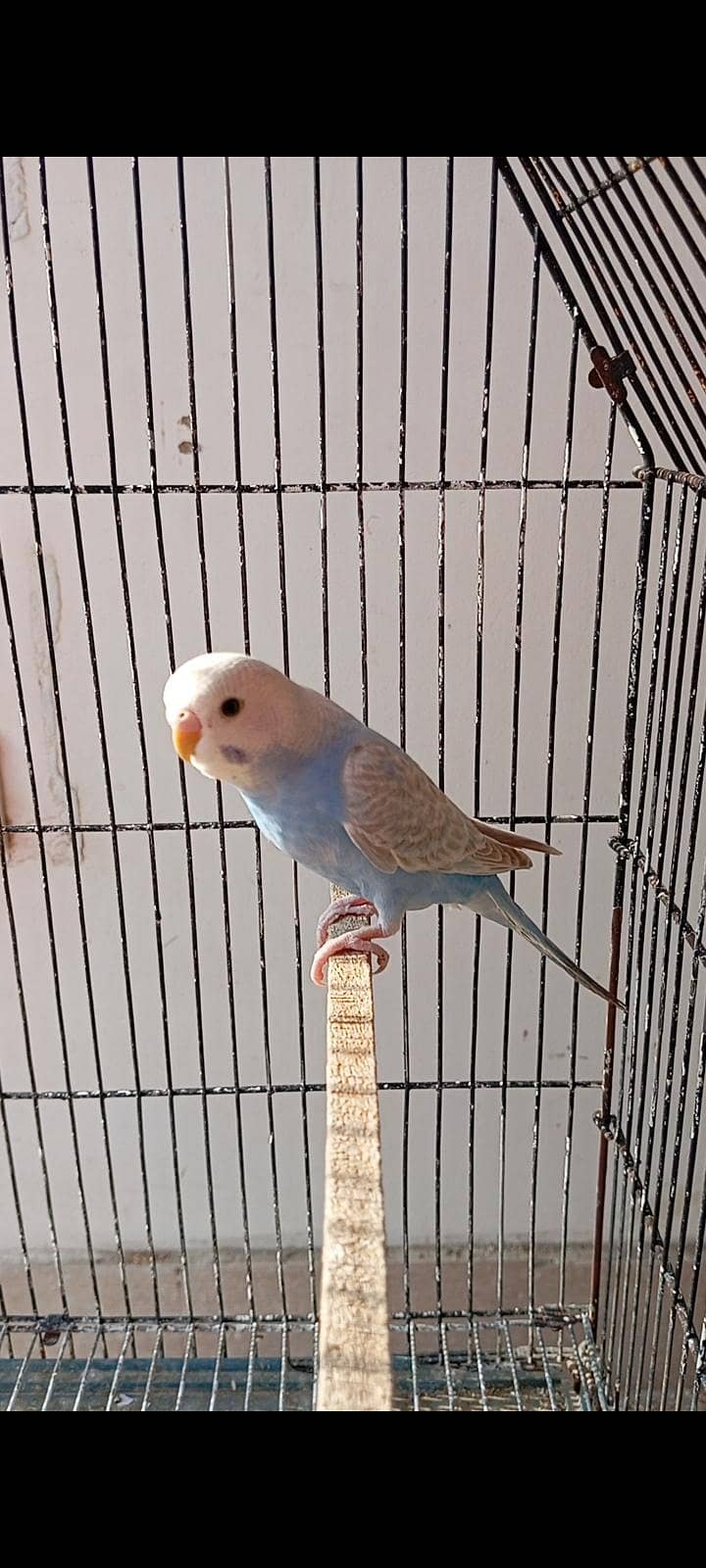 undersize breeder and rainbow undersize 0