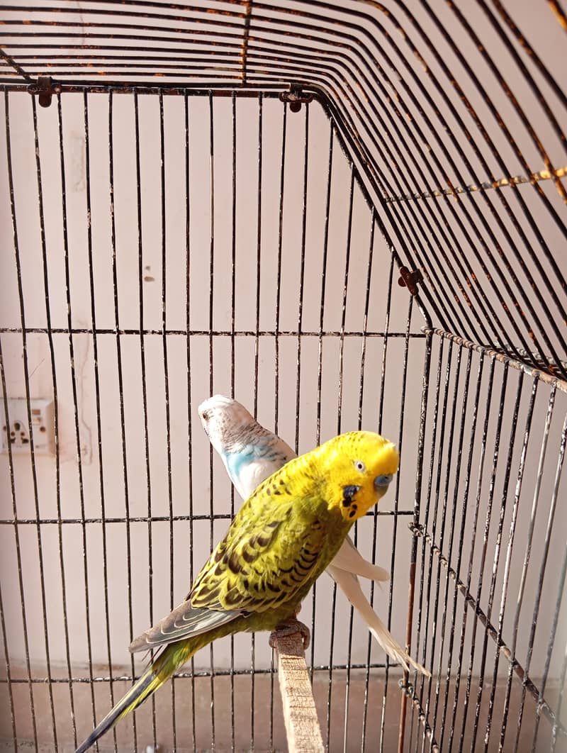 undersize breeder and rainbow undersize 1