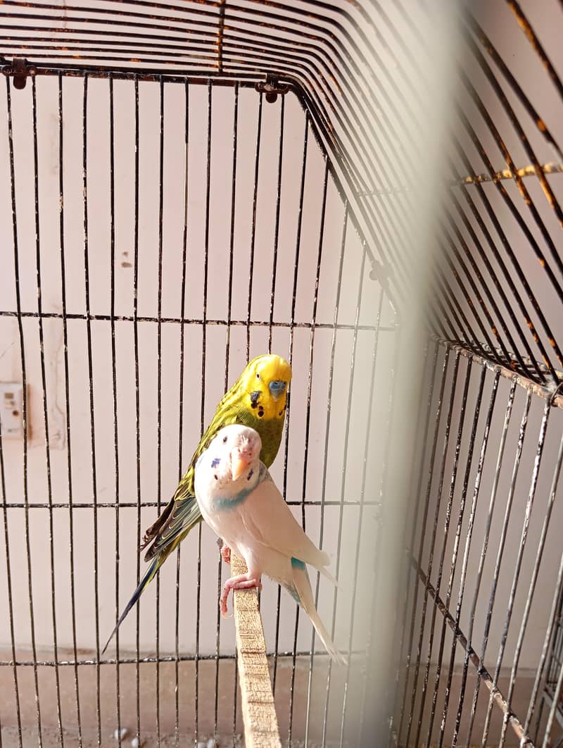 undersize breeder and rainbow undersize 2