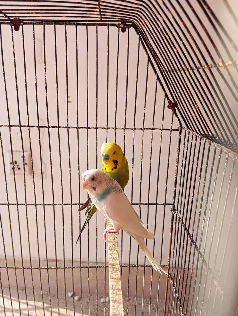 undersize breeder and rainbow undersize 3