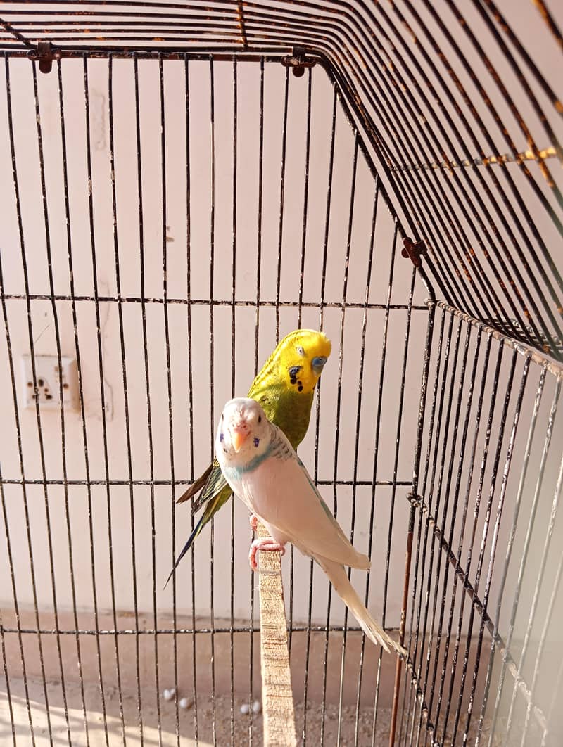 undersize breeder and rainbow undersize 4