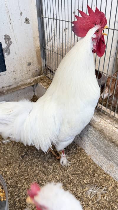 Pure White Rooster