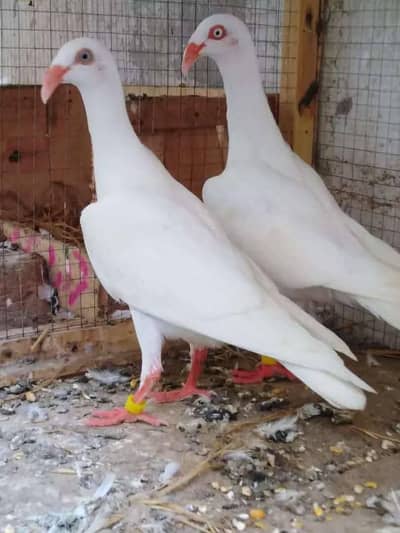 One Young Pure White Danish for sale Best 4 Handtame