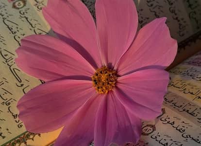 Desi cros bakra 03046299512 whatsapp