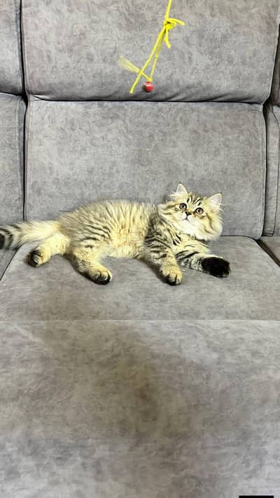 Persian good breed kittens avail. WhatsAp=03103699468