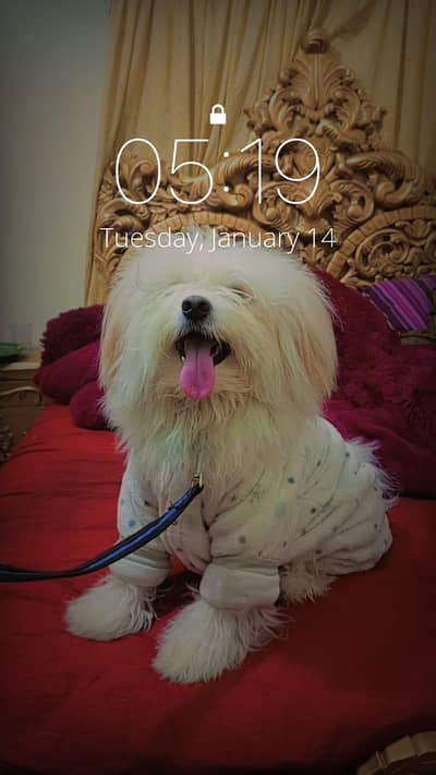 American poodle baby's for sale