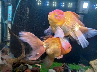 Gold fish oranda