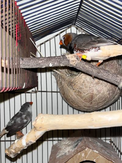 Exhibition Zebra Finch