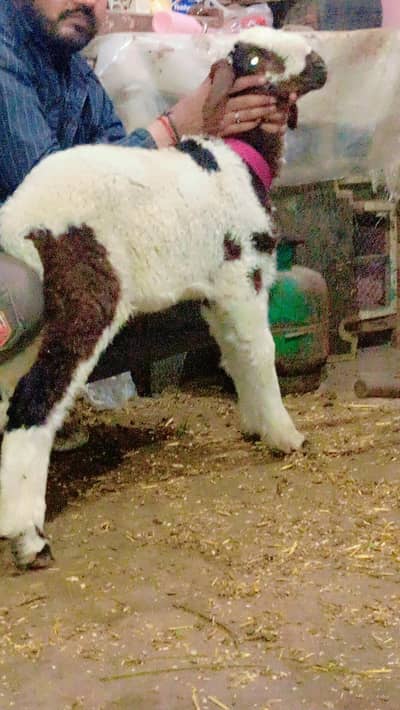 new add dumba 4 month dabble haddi for sale