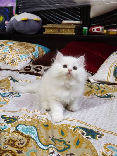 Persian good breed kittens avail. WhatsAp=03103699468