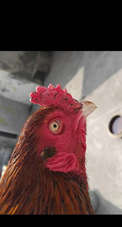 Pakistani old bloodline pilay madari