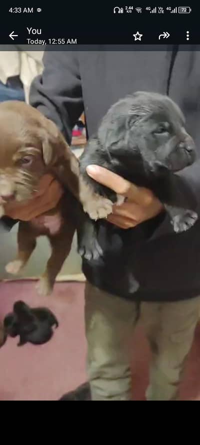2 puppies male