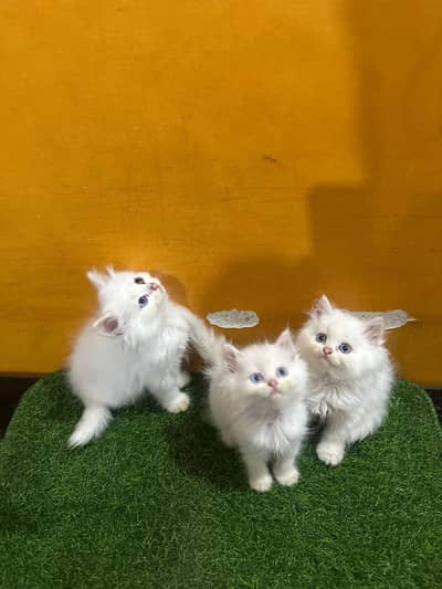 Persian good breed kittens avail. WhatsAp=03103699468