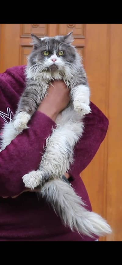 female cat - tripple cote - persion cat - cat for sale