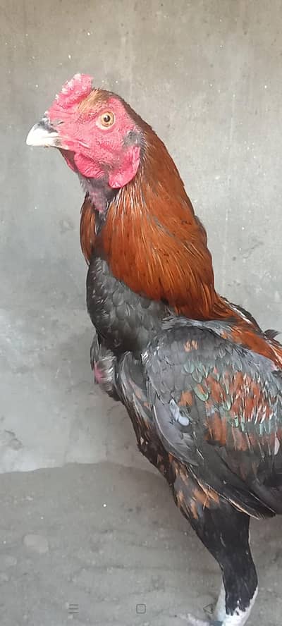 imported male for sale