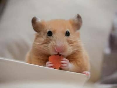 Syrian Hamster