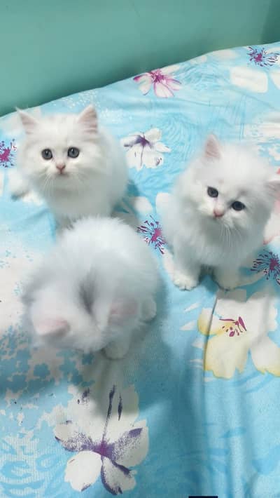 Persian good breed kittens avail. WhatsAp=03103699468